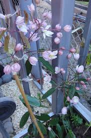 Клематис варшавска никэ (clematis warszawska nike). Immergrune Waldrebe Clematis Armandii Baumschule Horstmann