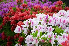 Plants white azalea flower by ricky hayden. How To Grow And Care For Azaleas Gardener S Path