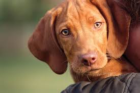 Image result for maďarský krátkosrstý ohař