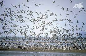 nakdonggang estuary the wintering grounds of migratory birds estuary migratory birds how to dry basil