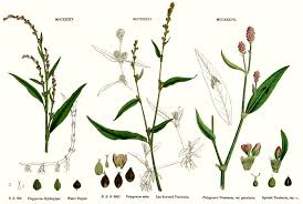 Image result for Polygonaceae