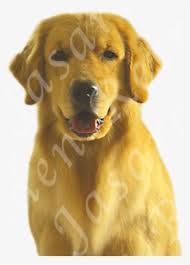 The most recent published articles. Nebraska Golden Retriever Breeders Golden Retriever Transparent Png 349x486 Free Download On Nicepng
