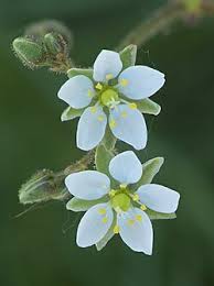 Image result for Spergula arvensis