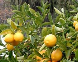 Limon fidanı gübreleme