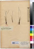 Image result for Tripogon