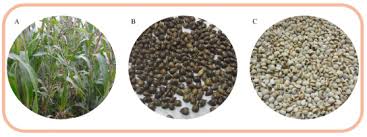 Image result for Coix