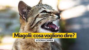 Perché il gatto miagola e come interpretare le tipologie di miagolio