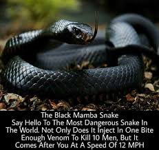 Pin By Sonya Burwell On Nature Black Mamba Snake Mamba Snake Poisonous Snakes