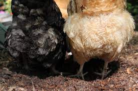 If you give birth in a hospital, nurses will probably bathe your baby within a few hours of delivery. How To Give A Chicken A Bath Tilly S Nest