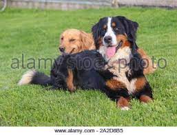 Pepsi and sparky will be the moms and duke the dad. Bernese Mountain Dog With Golden Retriever In Background Stock Photo Alamy