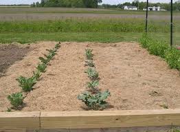 Using grass clippings as vegetable garden mulch. Using Grass Clippings As Mulch More Dre Campbell Farm