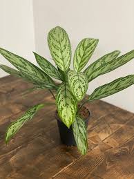 Aglaonema gives a lush welcoming presence placed anywhere indoors. Aglaonema Silver Queen Unusual Plants Silver Plant Unique Plants