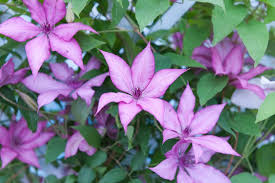 Its average texture blends into the landscape, but can be balanced by one or two finer or coarser trees or shrubs for an effective composition. Clematis Giselle Early Large Flowered Clematis Group 3 Clematis Pink Clematis Pink Flowers Red Vines Clematis Perfect Plants Climber Plants
