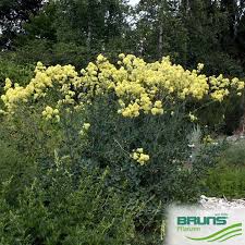 Image result for Satyrium flavum