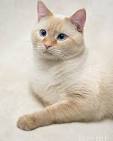 The Flame Point Siamese Cat - Life with Siamese Cats