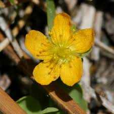 Image result for Hypericum aethiopicum