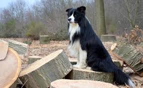 Le prix d'un chien border collie va varier en fonction de différents critères. Le Border Collie Caractere Origine Conseils D Elevage Sante
