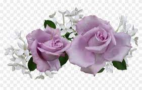 Over 200 angles available for each 3d object, rotate and download. Mauve Rose With White Flowers Purple And White Flowers Png Transparent Png 960x573 1181031 Pngfind