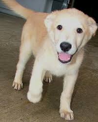 This large male labrador retriever mix is 5 years years old. Dog Adoption Washington County Oregon