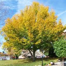 American Beech Tree Beech Tree Deciduous Trees Garden Trees