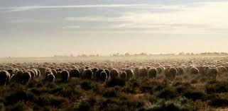 Budget Campervan Hire The Best Way To See Australia Australia Sydney To Adelaide Trip