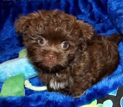 Find local mi ki puppies for sale and dogs for adoption near you. Mi Ki Colors Belle Amie Mi Kis
