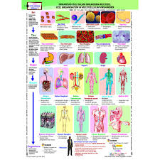 Iman boleh bertambah dan berkurang. Riang Learning Kssm Biology Level 4 Topikal Note Training Book Shopee Singapore
