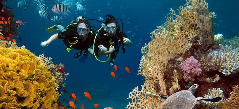 Con Dao snorkeling: Explore stunning coral reefs in Vietnam – VinWonders