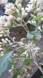 Image result for Vernonia adoensis