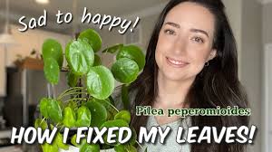 How to care for a Pilea Peperomioides Plant
