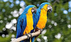 Bird With Long Colorful Beak Birds That Escape From Captivity Teach Wild Birds How To Speak And Swear In English Pet Birds Wild Birds Parrot Image