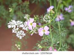Image result for Malcolmia maritima