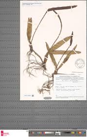 Image result for Bulbophyllum scaberulum