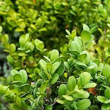 Image result for Buxus