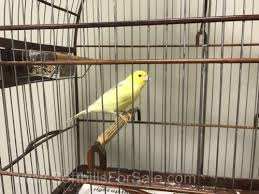 Maybe you would like to learn more about one of these? Canaries For Sale