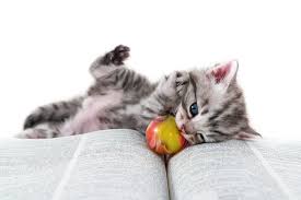 Product details the print this photographic print leverages sophisticated digital technology to capture a level of detail that is. Help Kittens Shine With Kitten Kindergarten Chew On This