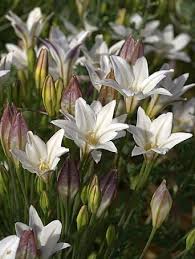 Image result for Xylia torreana