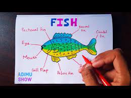 Tilapia fish cartoon retro drawing. How To Draw And Label A Fish Step By Step Tutorial Youtube