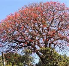 Image result for Erythrina abyssinica × lysistemon