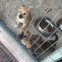 Cankaya Belediyesi Sahipsiz Hayvan Rehabilitasyon Merkezi Animal Shelter In Ankara