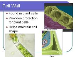 Maybe you would like to learn more about one of these? Eukaryotic Cell Organelles Structure Function Its A Small