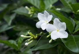 Lisianthus merupakan tanaman hias yang memiliki kuntum bunga yang sangat halus dan warnanya beragam. Q7qecoxqcn8hem