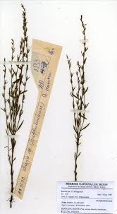 Image result for Striga bilabiata