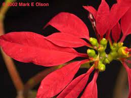 Poinsettia Euphorbia Pulcherrima The Bracts Red Leaves Of The Wild Species Are Much Narrower Than Those Of The Culti Poinsettia Flower Poinsettia Euphorbia