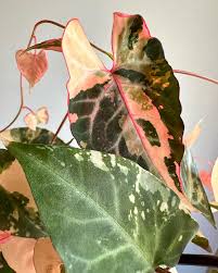 Image result for Fallopia