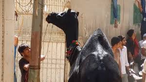 Eid ul adha 2015 is to be celebrated on friday, september 25, 2015. Angry Black Camel Runs Away During Qurbani In Pib Colony Danger Camel Qurbani Eid Ul Adha Part 1 3 Youtube