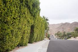 Image result for Ficus demeusei