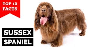 Image result for sussex španěl