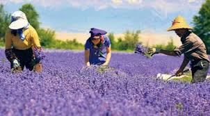 Lavanta balı, isparta kuyucak köyü'nün en büyük kazanımlarından biridir. Kuyucak Koyu Gezi Rehberi Gezimanya