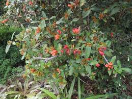 Image result for Burchellia